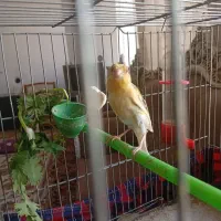 قناری نر مست بخون جوان
