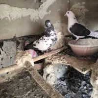کفتر پرشی
