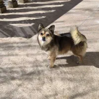 سگ.گمشده|حیوانات|همدان, |دیوار