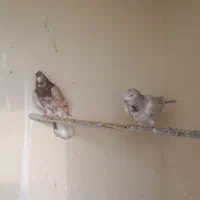 سه عدد کبوتر|پرنده|صفادشت, |دیوار