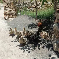اردک|حیوانات مزرعه|شاهو, |دیوار