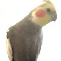 گمشده