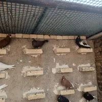 رنگی اشعل ودم سفید کبوتر|پرنده|اهواز, سپیدار|دیوار