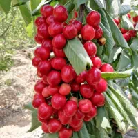 فروش نهال ضمانتی گردو بادام هلو گیلاس زردآلو|خدمات باغبانی و درختکاری|سامان, |دیوار