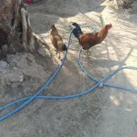 مرغ و خروس محلی واکسزن زده