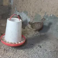 پرنده|حیوانات مزرعه|بن, |دیوار