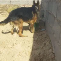 سلام یک ژرمن|سگ|تهران, ایرانشهر|دیوار