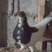 نروماده شهری بی عیب برازجان|پرنده|برازجان, |دیوار