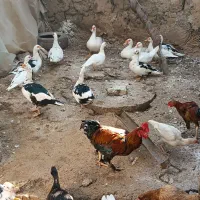 فروش اردک و مرغ ،یکجا|حیوانات مزرعه|سنگدوین, |دیوار