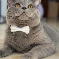 گربه های نر برای جفتگیری|گربه|تبریز, |دیوار