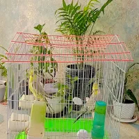 عروس هلندی با قفس|پرنده|آبپخش, |دیوار