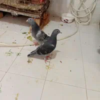 جوجه هیچ پر|پرنده|اهواز, طالقانی|دیوار