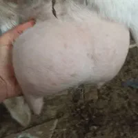 بز خلوص بالا شیر|حیوانات مزرعه|سیمین شهر, |دیوار