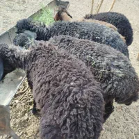 پنج عدد بره علف خور شیر مست|حیوانات مزرعه|قم, قلعه صدری|دیوار