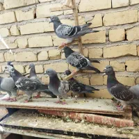 کفتر|پرنده|مرودشت, ژیان|دیوار