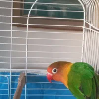 طوطی برزیلی|پرنده|مشکین‌دشت, |دیوار