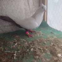 ۶ تا کفتر . کبوتر|حیوانات|مشهد, شهرک مهر آباد|دیوار