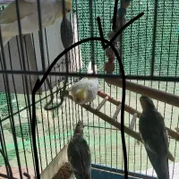 عروس هلندی|پرنده|لاهیجان, بازکیاگوراب|دیوار