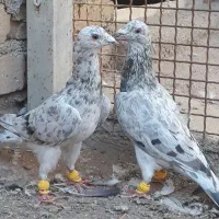 پرنده خطی جفت نر|پرنده|تاکستان, |دیوار