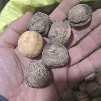 گردوی  کوهستان اورامان|عمده‌فروشی|پاوه, |دیوار