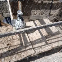 فروش کبوتر سینه سفید ماده