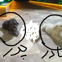 سگ شیتزو پدر مادر و(۱)دونه توله|سگ|فشاپویه, |دیوار