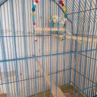 مرغ عشق های مولد با قفس