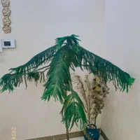 گل کاج مطبق