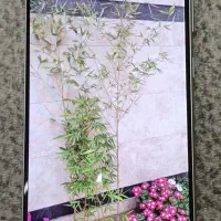 S21 fe  256/8  درحد نو