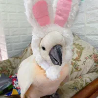 قناری کاکادو رزیلا لوری طوطی راهبه گرین سانکانور