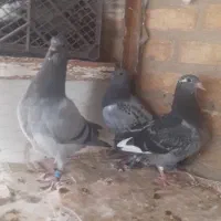 ۳عدد جوجه کفتر