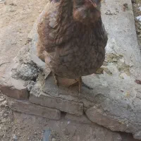 اولین مرغ کوپ،مرغ سیاه،کاکلی وپاپرسفید
