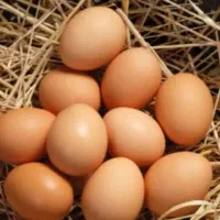 تخم مرغ محلی