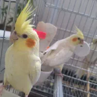 عروس هلندی