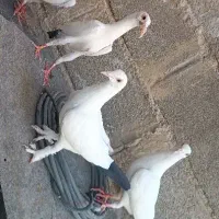 گروه کفتربازان  زاهدان
