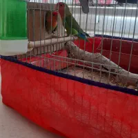 طوطی برزیلی