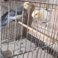 فروش ۵ عدد طوطی عروس هلندی|پرنده|لاهیجان, کوی آزادگان|دیوار
