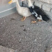 اردک