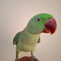 جوجه شاه طوطی نر صددرصدی