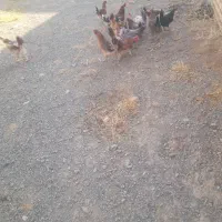 مرغ محلی تخم گذار