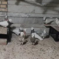 طوقی کلکسیونی ۱۴عدد|پرنده|بیدشهر, |دیوار