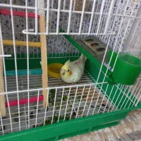 عروس هلندی ماده۳ماه
