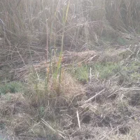 علف تراشی|خدمات باغبانی و درختکاری|لولمان, |دیوار