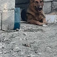 سگ ژرمن ومالینوز