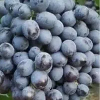 نهال انگور سیاه یا قرمز