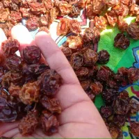 فروش آلو خشک درجه یک|خوردنی و آشامیدنی|شیراز, کوشک میدان|دیوار