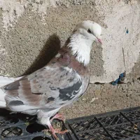 چهار عدد کبوتر نر ماده