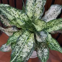 حراج گیاه آپارتمانی طبیعی