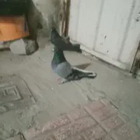 کفتر اصفهانی