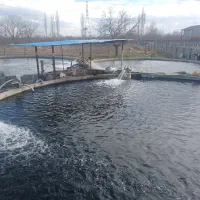 فروش ماهی قزل آلا